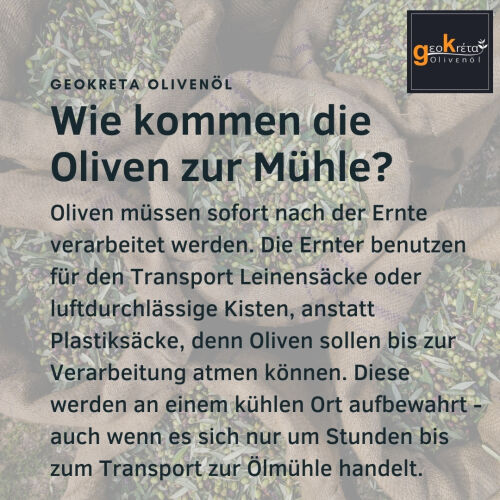 Wie kommen die Oliven zur Mühle?  Oliven müssen sofort nach der Ernte verarbeitet werden. Die Ernter benutzen für den Transport Leinensäcke oder luftdurchlässige Kisten, anstatt Plastiksäcke, denn Oliven sollen bis zur Verarbeitung atmen können. Diese werden an einem kühlen Ort aufbewahrt - auch wenn es sich nur um Stunden bis zum Transport zur Ölmühle handelt.