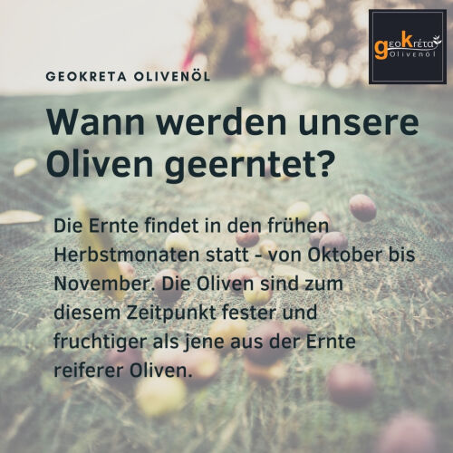 Wann werden unsere Oliven geerntet?  Die Ernte findet in den frühen Herbstmonaten statt - von Oktober bis November. Die Oliven sind zum diesem Zeitpunkt fester und fruchtiger als jene aus der Ernte reiferer Oliven.