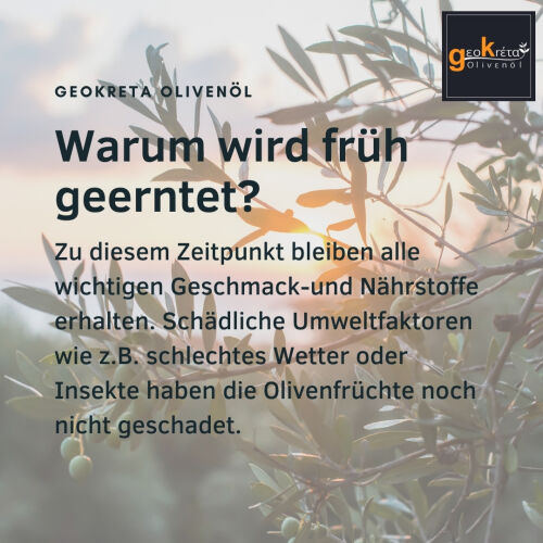 Warum wird früh geerntet?  Zu diesem Zeitpunkt bleiben alle wichtigen Geschmack-und Nährstoffe erhalten. Schädliche Umweltfaktoren wie z.B. schlechtes Wetter oder Insekte haben die Olivenfrüchte noch nicht geschadet.